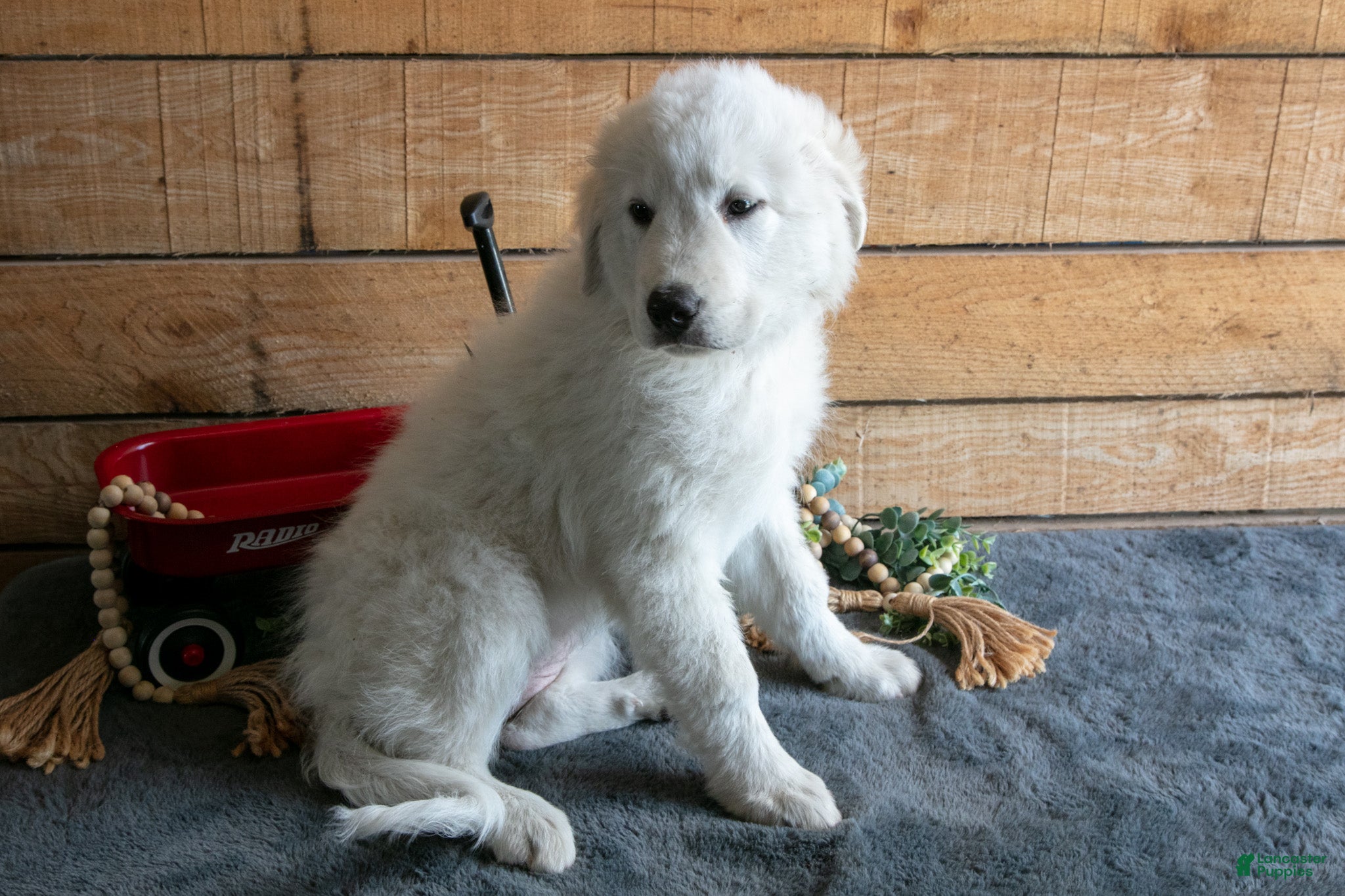 Maremma Sheepdog dogs Birdie - Ad 2