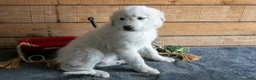 Maremma Sheepdog dogs for sale: Birdie - Ad 2