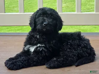 Bernedoodle dogs for sale: Bernedoodle Puppy 1 - Ad 2