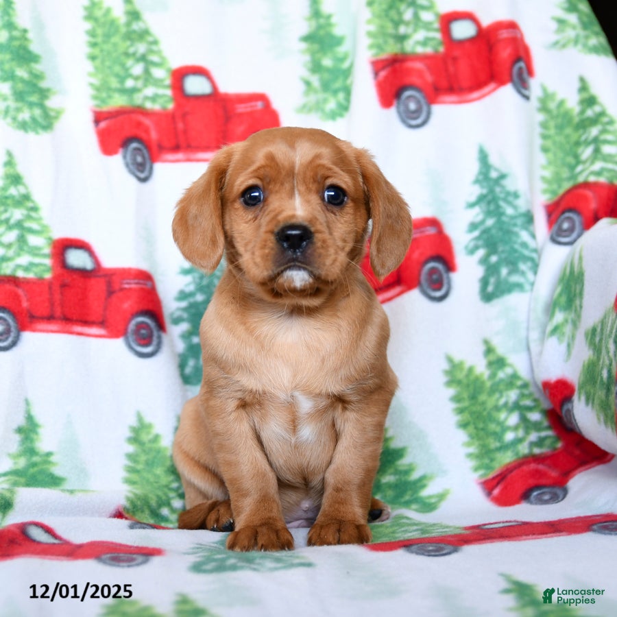 Mixed Breed dogs Rusty - Ad 5