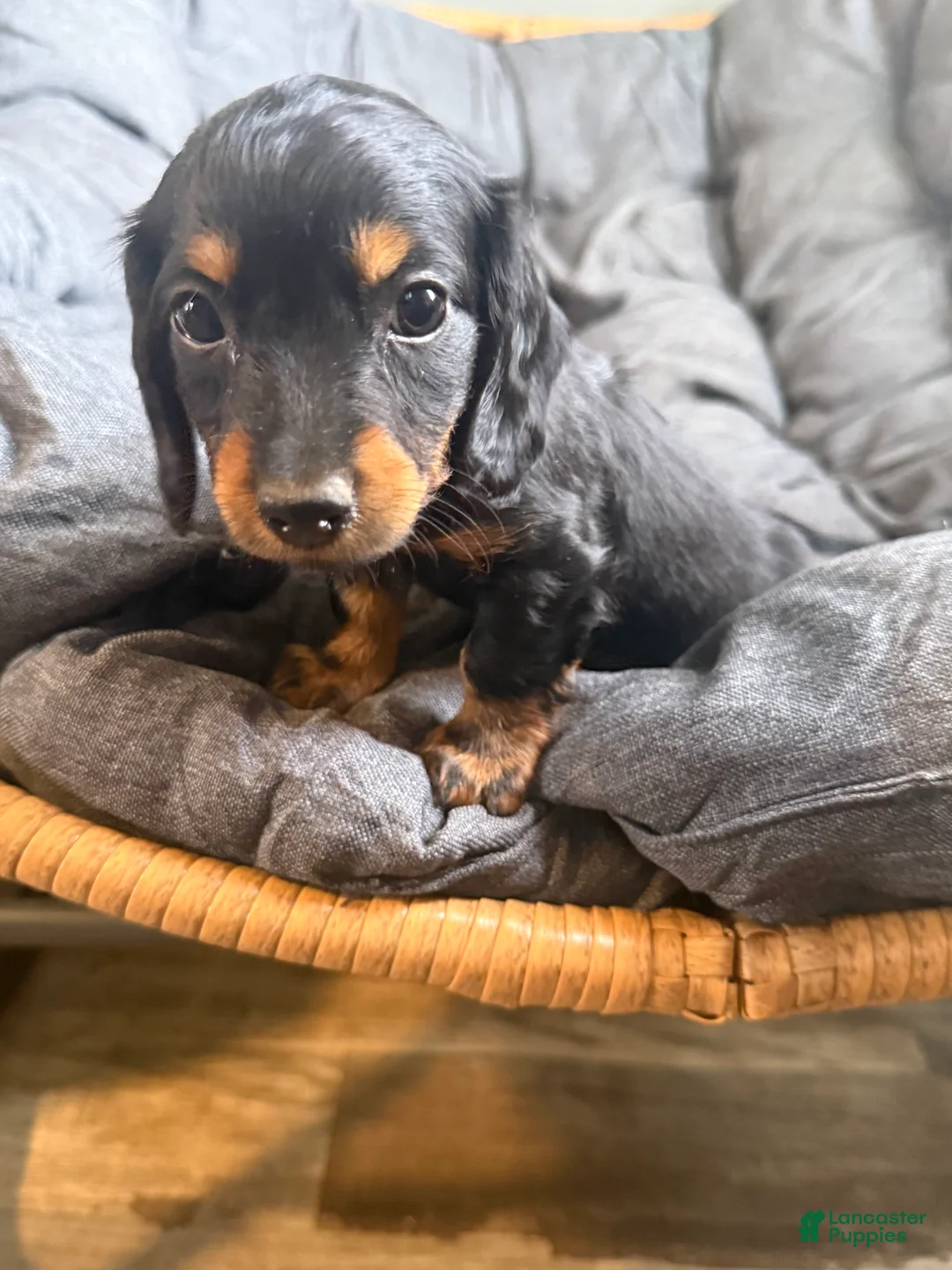 Dachshund dogs for sale: Dachshund Puppy 3 - Ad 2