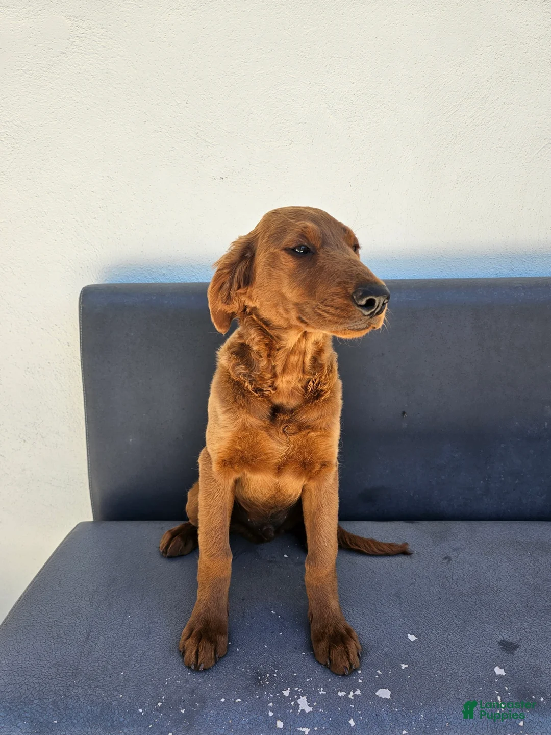 Goldendoodle dogs for sale: Goldendoodle Puppy 1 - Ad 2