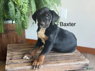 Mixed Breed dogs Baxter - Ad 16