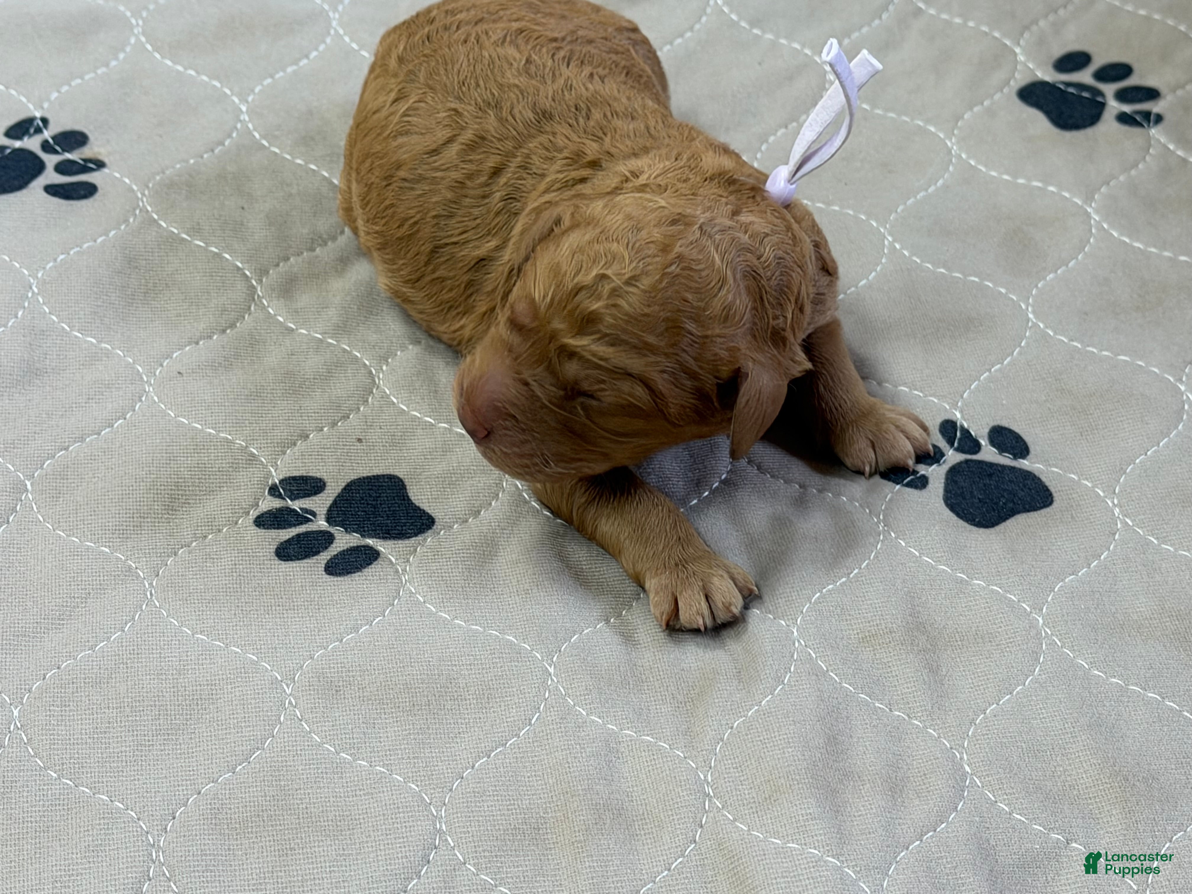 Goldendoodle dogs Plum - Goldendoodle Puppy 6 - Ad 2