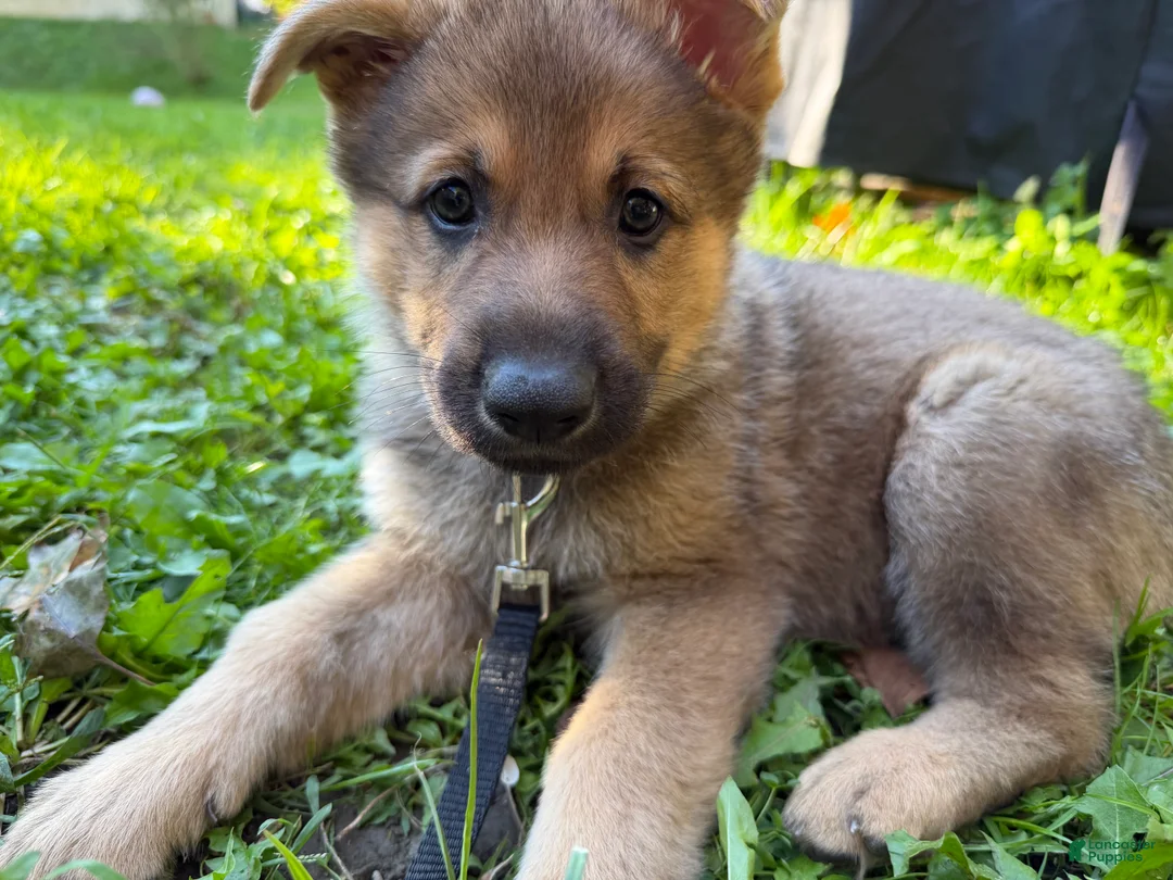 German Shepherd dogs for sale: Orange collar - Ad 2