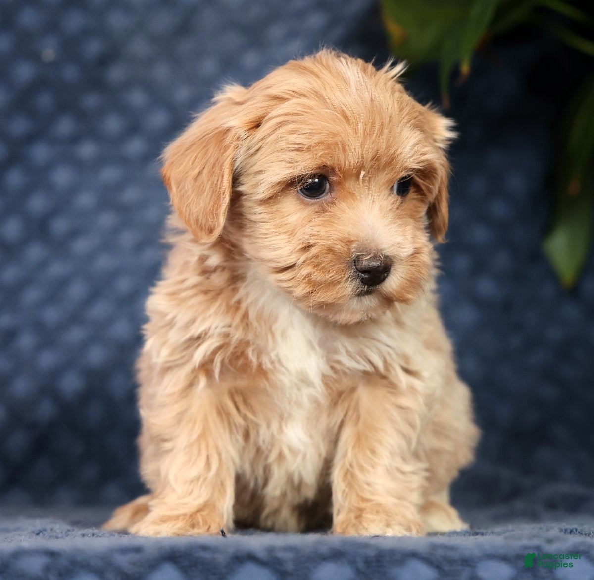 Havapoo dogs Rose - Ad 1