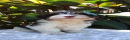 Havanese dogs for sale: Cody - Ad 1