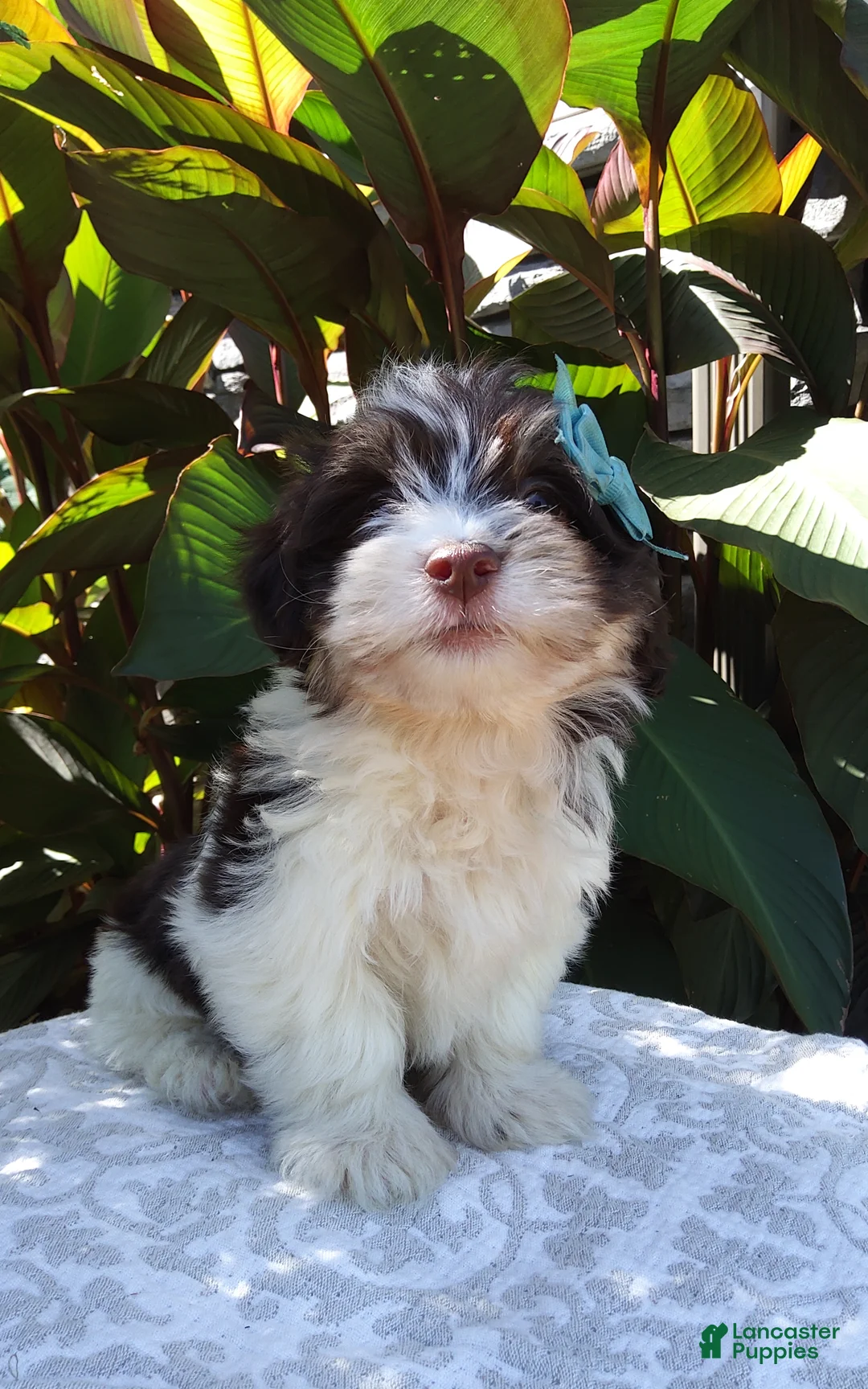 Havanese dogs for sale: Cody - Ad 1