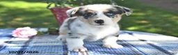 Welsh Corgi Pembroke dogs for sale: Chai - Ad 1