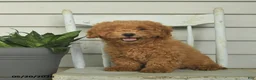 Mini Goldendoodle dogs for sale: Cleo - Ad 3