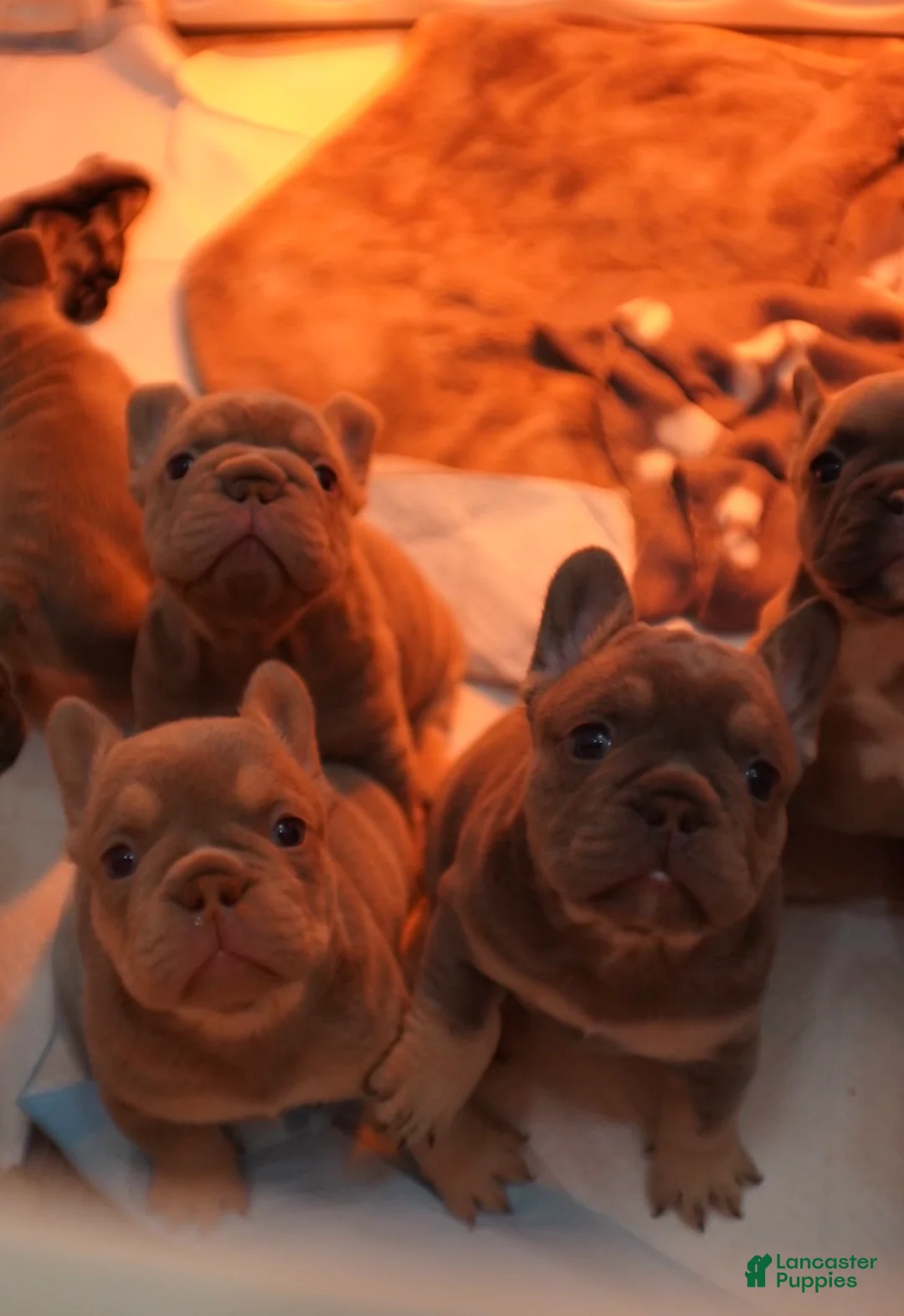 French Bulldog dogs for sale: New Isabella Big Rope w tan points (fluffy carrier ?) - Ad 3