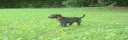 Dutch Shepherd dogs for sale: Jana - Ad 3
