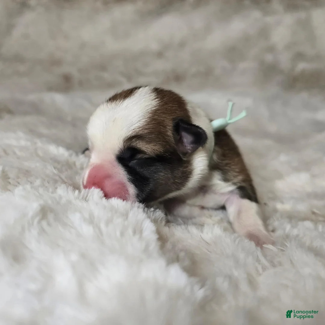 Welsh Corgi Pembroke dogs for sale: Titus AKC Male - Ad 2