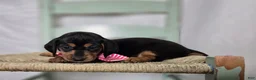 Miniature Dachshund dogs for sale: Alexia - Ad 3