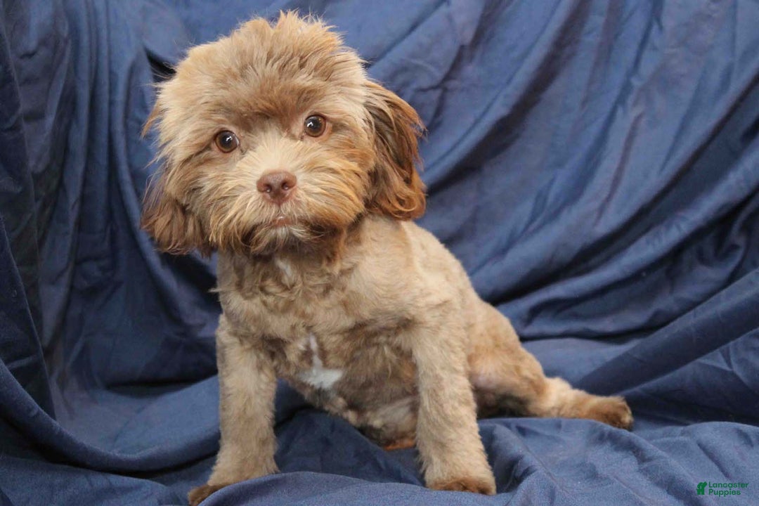 Shihpoo dogs for sale: Austin - Ad 6