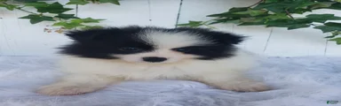 Ollie 