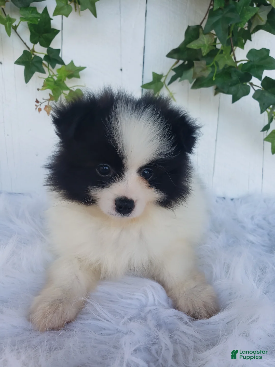 Pomeranian dogs for sale: Ollie  - Ad 1