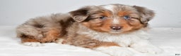 Miniature Australian Shepherd dogs for sale: Rita - Ad 9