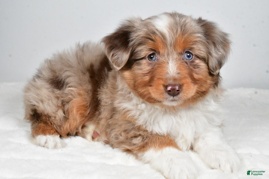 Miniature Australian Shepherd dogs for sale: Rita - Ad 9