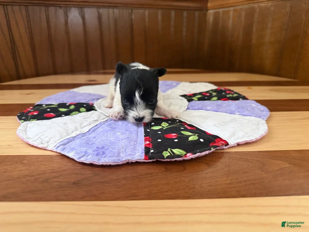 Yorkshire Terrier dogs for sale: Yorkshire Terrier Puppy 1 - Ad 4