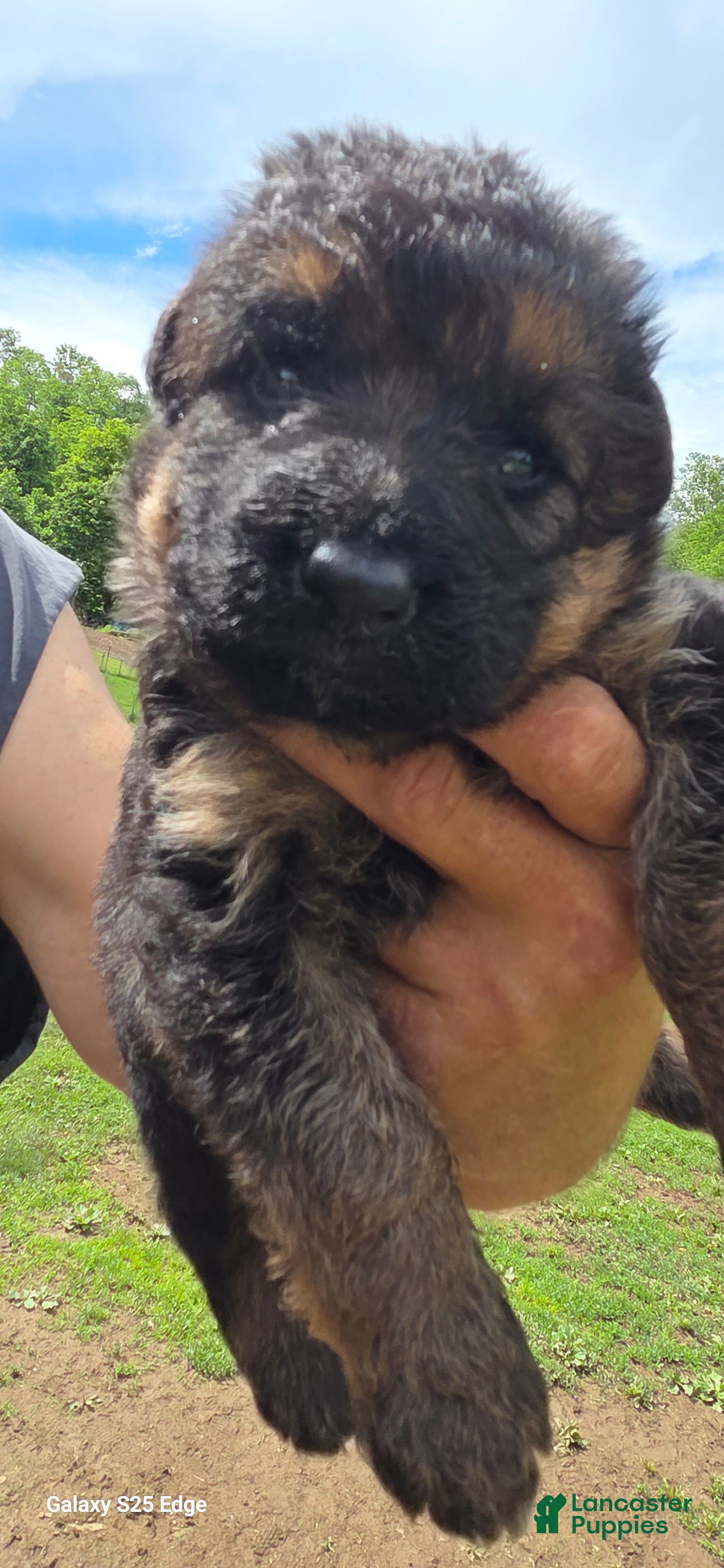 German Shepherd dogs German Shepherd Puppy 2 - Ad 1