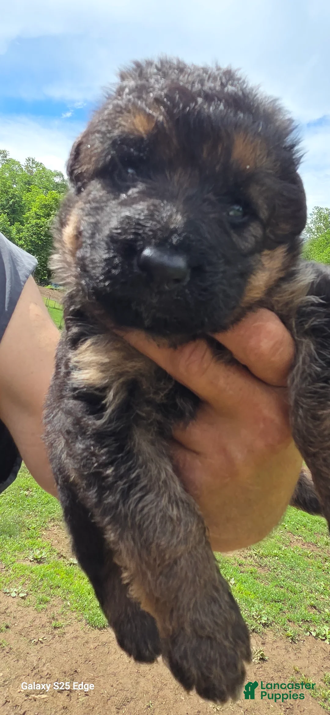 German Shepherd dogs for sale: German Shepherd Puppy 2 - Ad 1