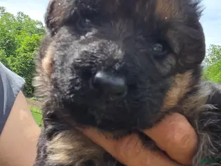 German Shepherd dogs for sale: German Shepherd Puppy 2 - Ad 3