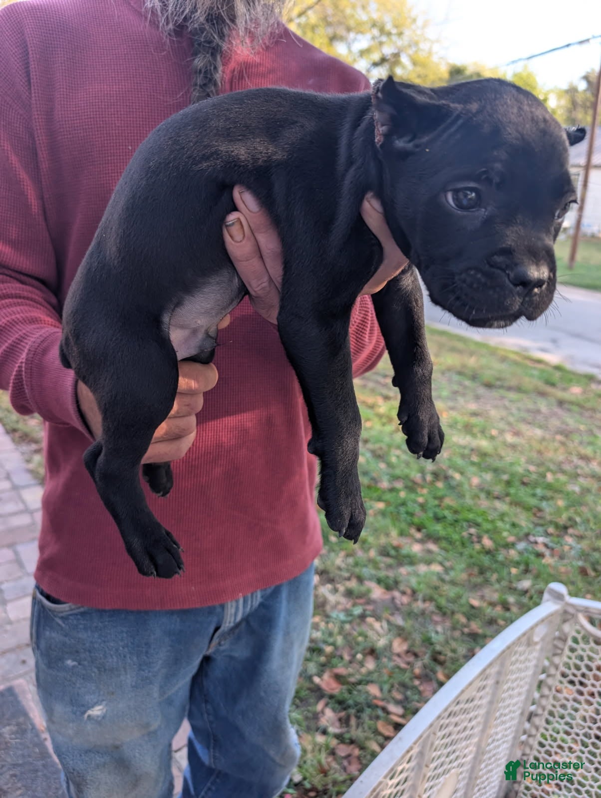 Cane Corso dogs for sale: Thor - Black Cane Corso - Ad 2