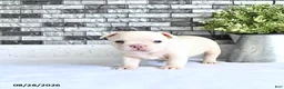 French Bulldog dogs for sale: Atlas - Ad 3