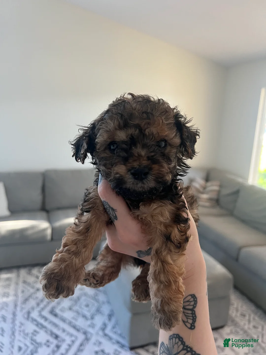 Toy Poodle dogs for sale: Toy Poodle Puppy 3 - Ad 2