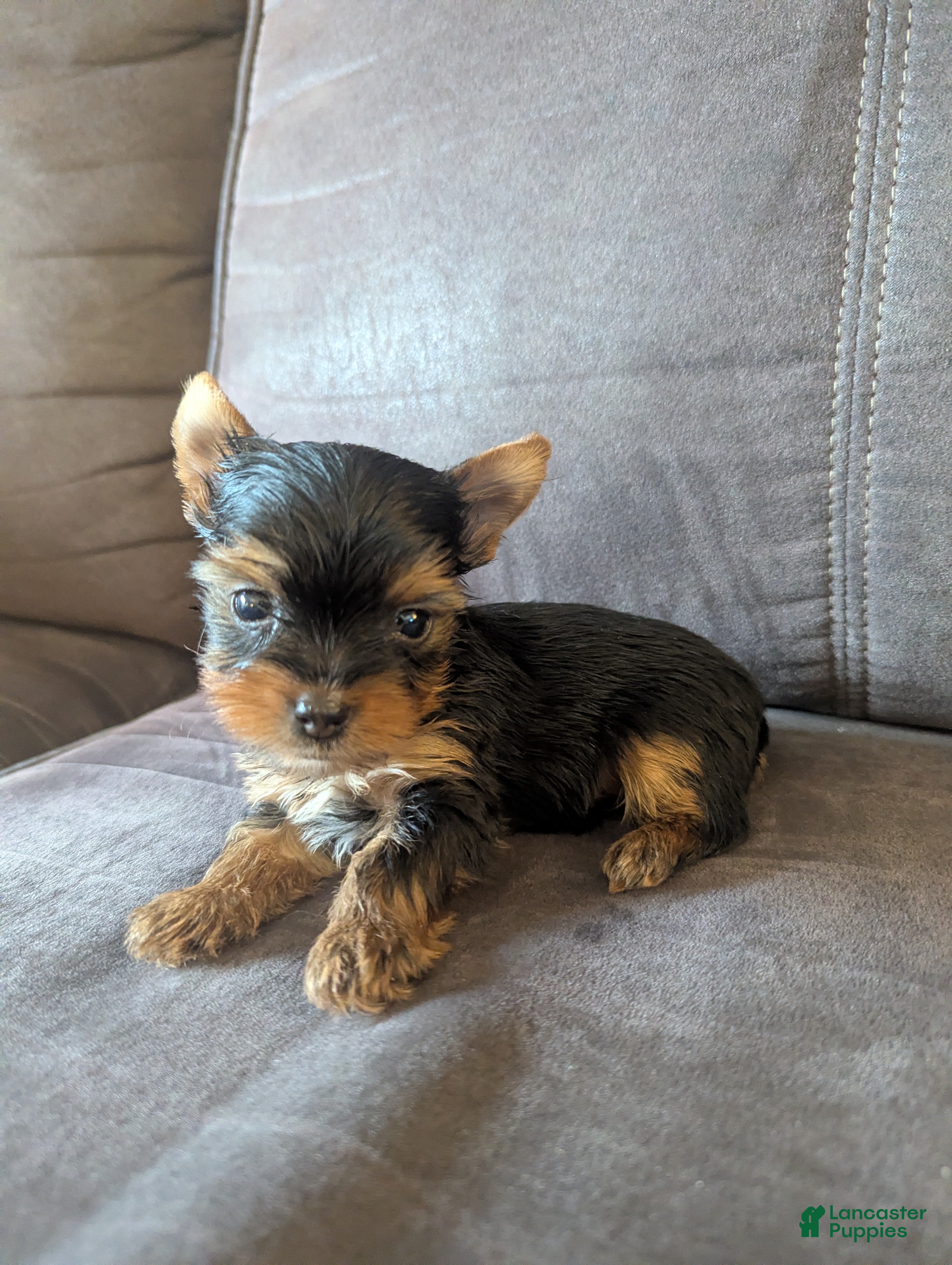 Yorkshire Terrier dogs Yorkshire Terrier 2 - Ad 19