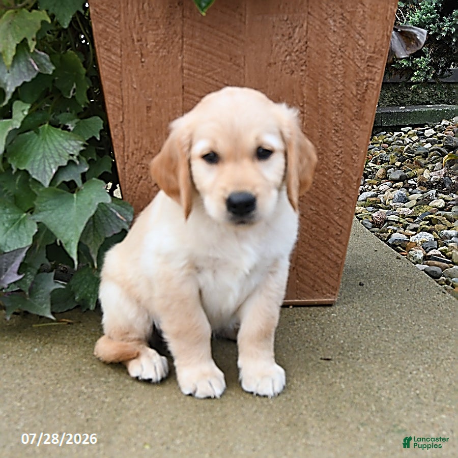Golden Retriever dogs Rebel - Ad 1