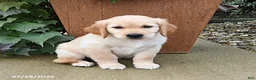 Golden Retriever dogs for sale: Rebel - Ad 1