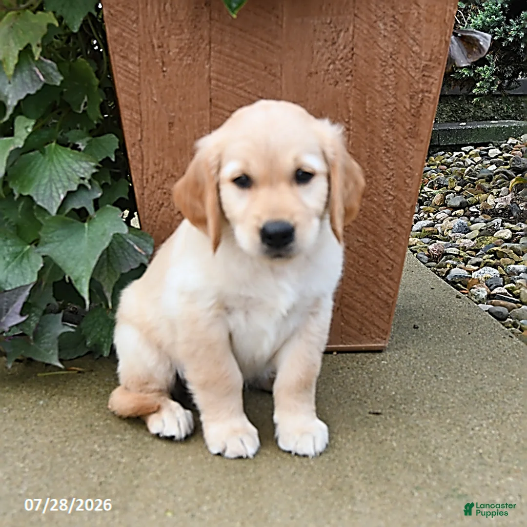 Golden Retriever dogs for sale: Rebel - Ad 1