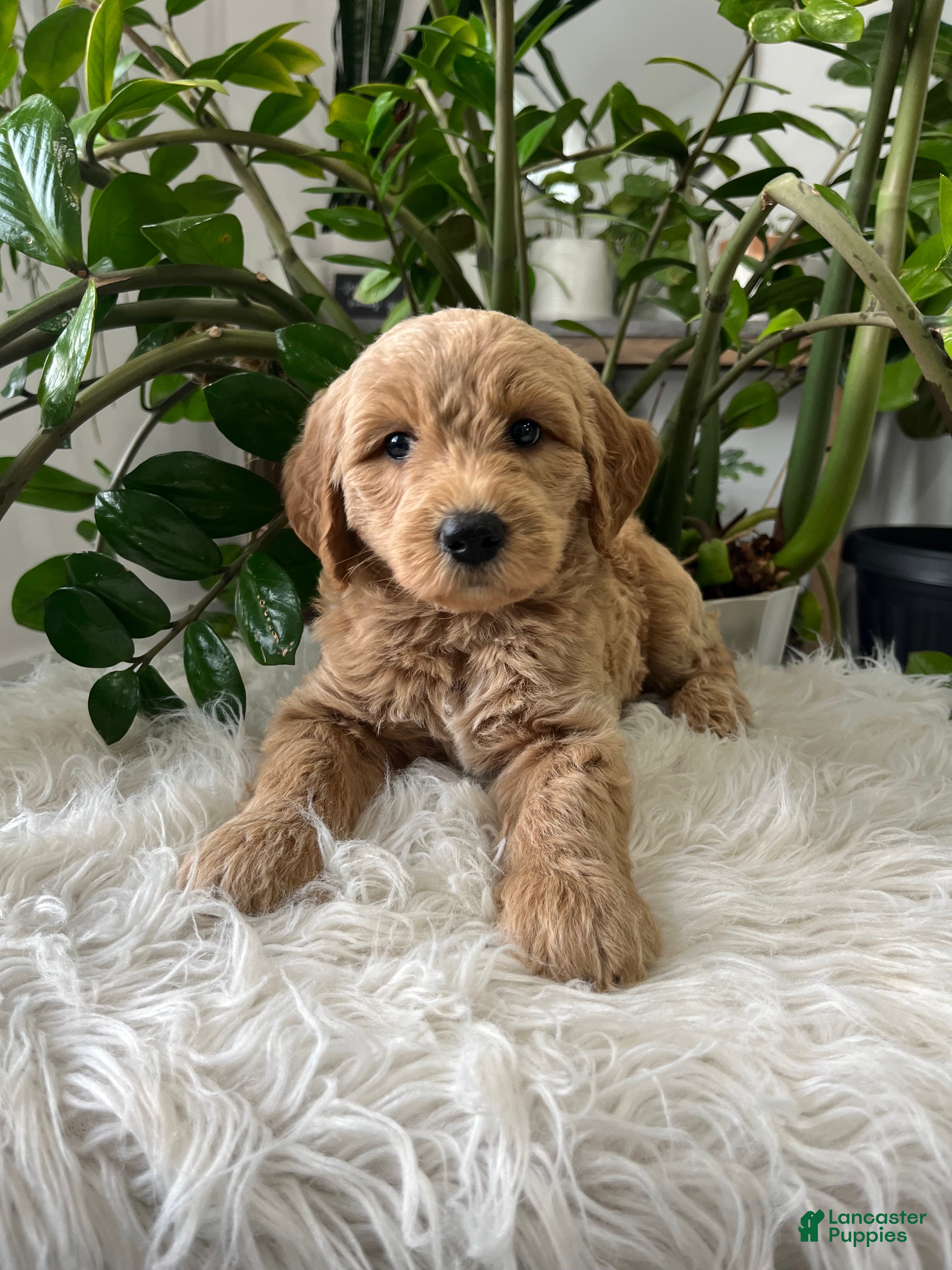 Mini Goldendoodle dogs Cedric  - Ad 2