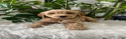 Mini Goldendoodle dogs for sale: Cedric  - Ad 2