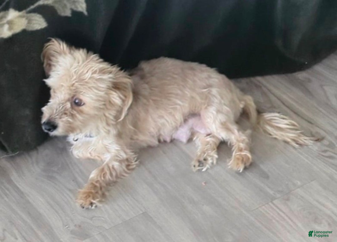 Yorkshire Terrier dogs for sale: Merry - Ad 6