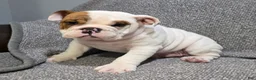 English Bulldog dogs for sale: Allen - Ad 3