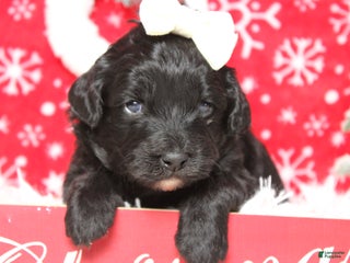 Aussiedoodle dogs Annika - Ad 35