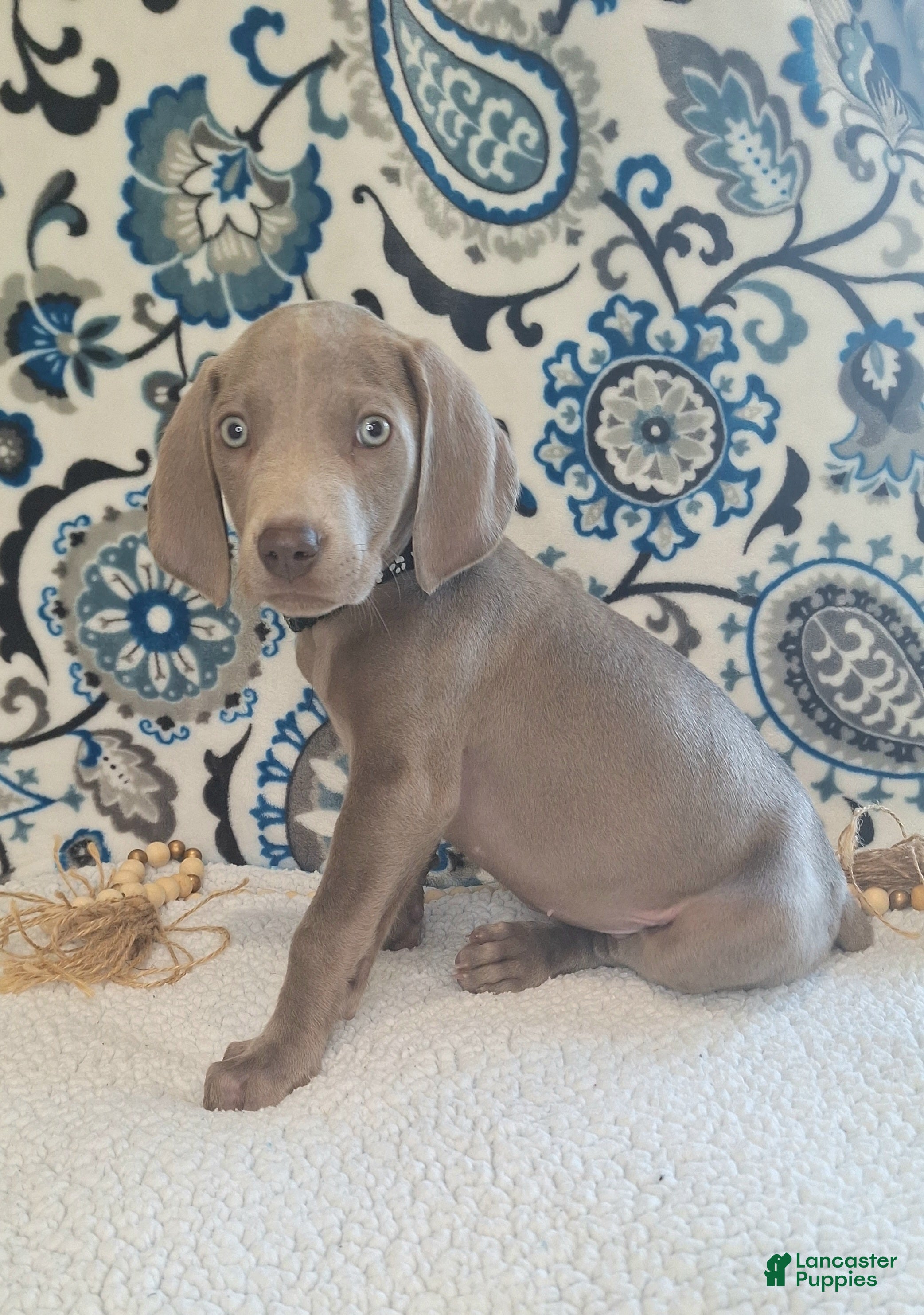 Weimaraner dogs Billy - Ad 5