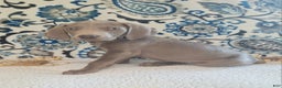Weimaraner dogs for sale: Piper - Ad 11