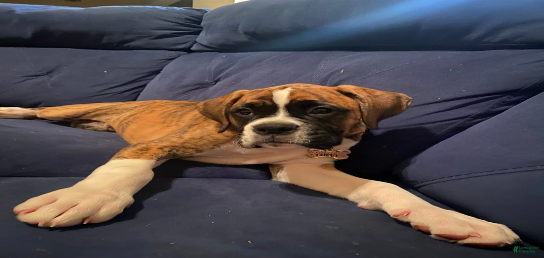 Gallery Image {{count}}