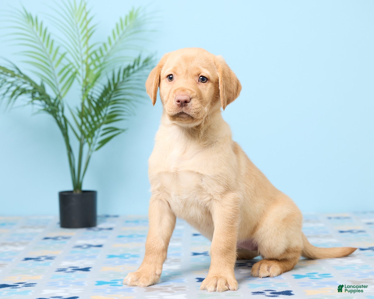 Labrador Retriever dogs Sunshine - Ad 2