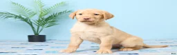 Labrador Retriever dogs for sale: Sunshine - Ad 2