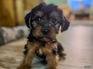 Yorkiepoo dogs Muffin - Ad 2