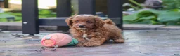 Cavapoo dogs for sale: Justin - Ad 10