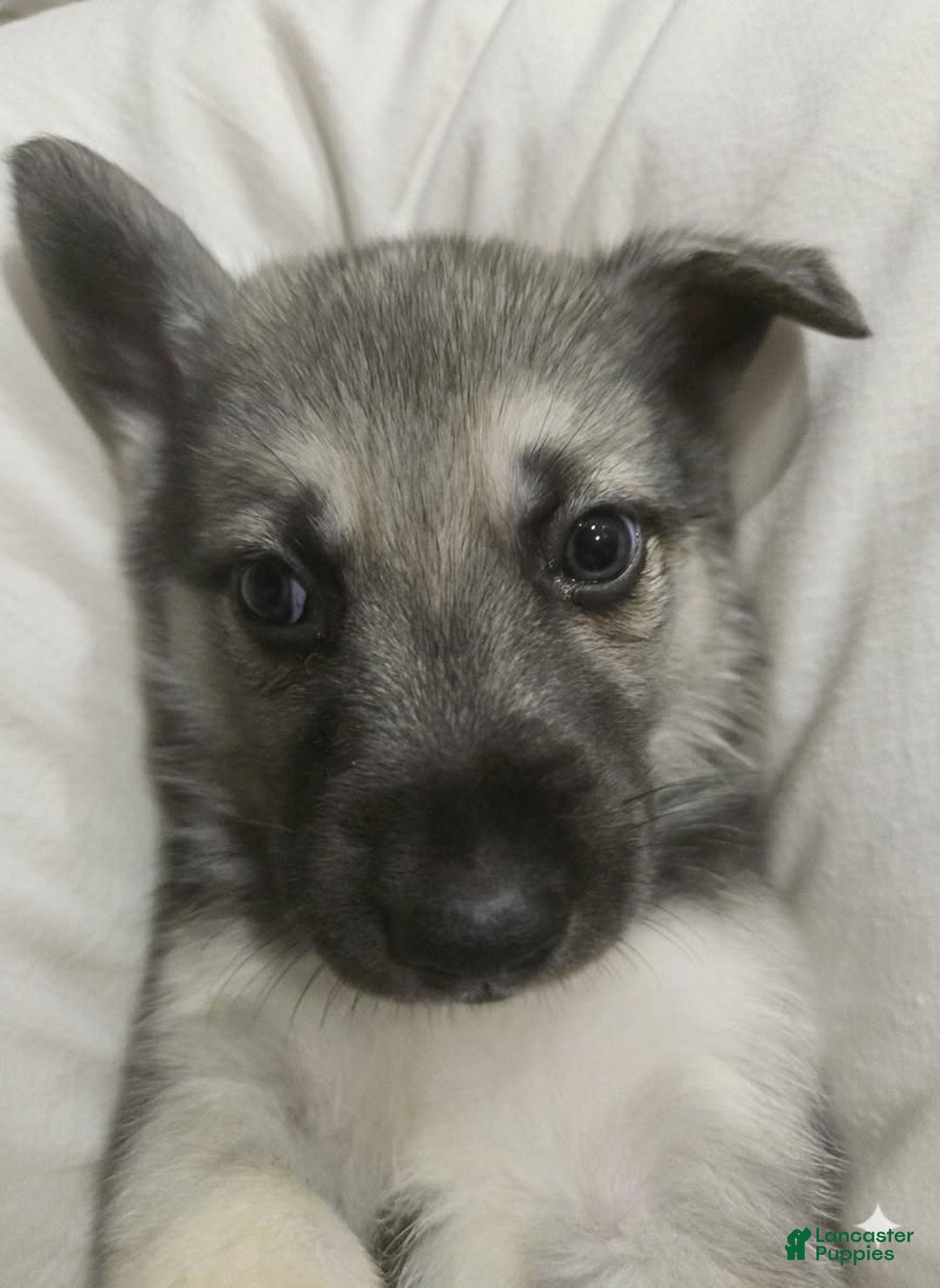 Gerberian Shepsky dogs for sale: Beast  - Ad 6