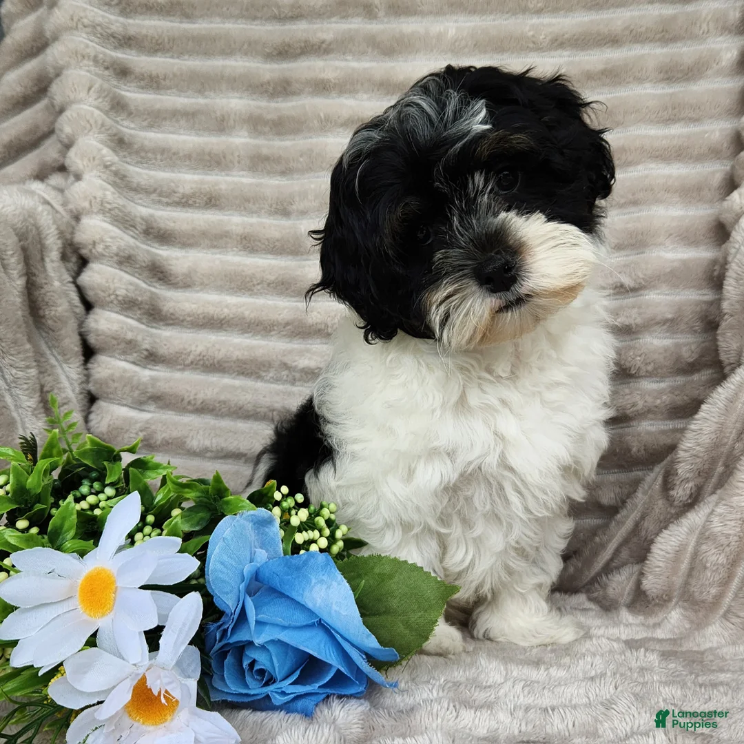 Shihpoo dogs for sale: Carter - Ad 15