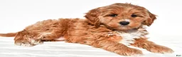 Mini Goldendoodle dogs for sale: Kara - Ad 5