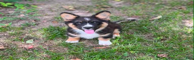 Dash- Fluffy